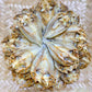 Dried Goat Fish (Bisugo Pinakas) 200g